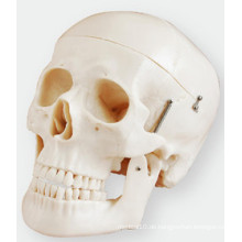 Skull Model Simulation besteht aus drei Teilen der Life-Size